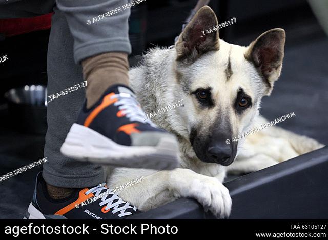 RUSSIA, ST PETERSBURG - OCTUBRE 7, 2023: Un perro pastor de Europa oriental se ve en la exposición de mascotas City of Dogs + World of Cats en el centro de...