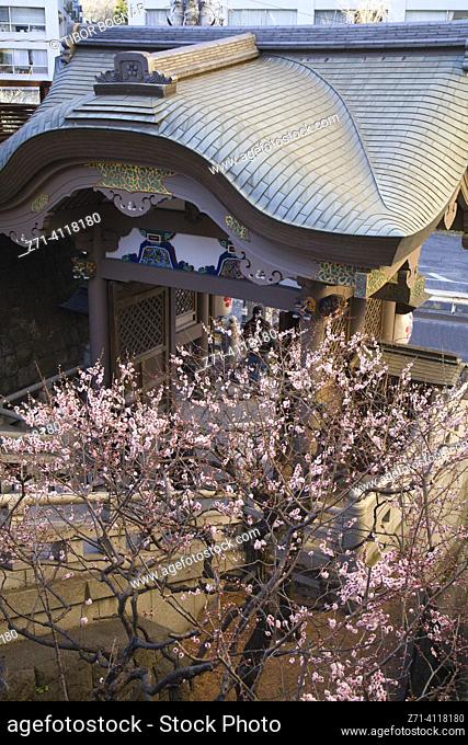 Japan, Tokyo, Yushima Tenmangu Shrine, plum blossom festival,
