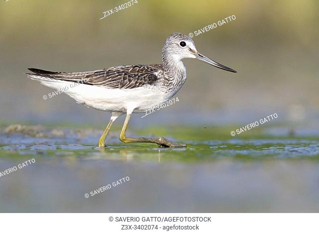 Greenshank (Tringa nebularia), side view of an adult walking in a swamp, Campania, Italy