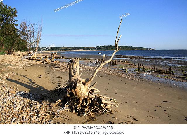 Tree stumps on beach with incoming tide, Bembridge, Isle of Wight, England, june