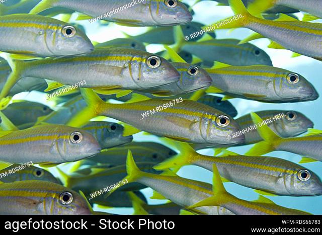Shoal of Yellowfin Goatfish, Mulloidichthys vanicolensis, Brother Islands, Red Sea, Egypt