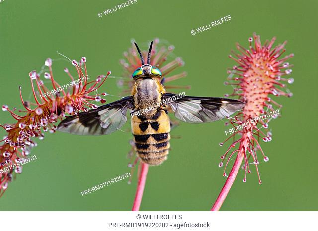 Twin-lobed deerfly Chrysops relictus on Oblong-leaved Sundew Drosera intermedia, Goldenstedter Moor, Lower Saxony, Germany / Goldaugenbremse Chrysops relictus...