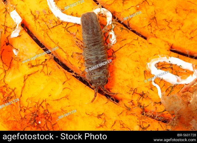 Adult pelagic isopod (Idotea metallica), inside a plastic bait pot on the beach line, Kimmeridge Bay, Isle of Purbeck, Dorset, England, United Kingdom, Europe