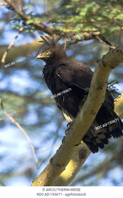 Long-crested Eagle, Lake Nakuru national park, Kenya, Lophaetus occipitalis