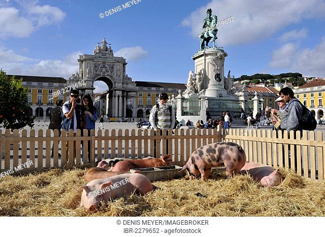 Film set with pigs on Praça do Comércio square, Lisbon, Portugal, Europe