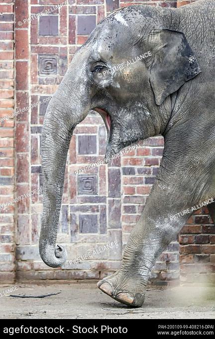 09 January 2020, Saxony, Leipzig: The pregnant lady elephant Rani walks across the outdoor enclosure at Leipzig Zoo. After several setbacks in elephant breeding