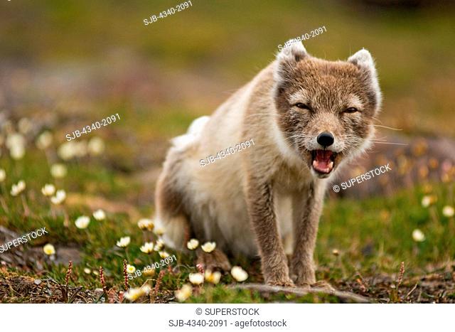 An adult arctic fox Alopex lagopus forages on the tundra in summertime, Sassenfjorden, Svalbard, Norway