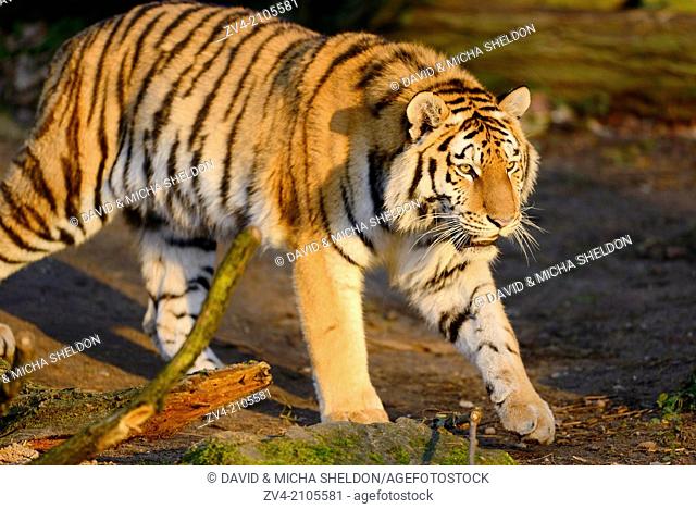 Siberian tiger or Amur tiger (Panthera tigris altaica) in the wilderness by sunset