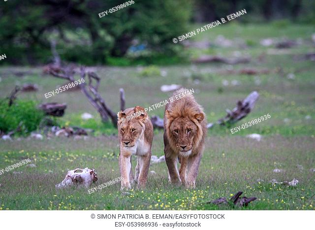 Lion mating couple walking in the grass in the Etosha National Park, Namibia