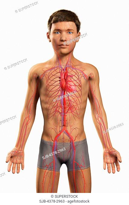 Digital illustration of a pre-adolescent male child with the heart and blood vessels of the cardiovascular system visible