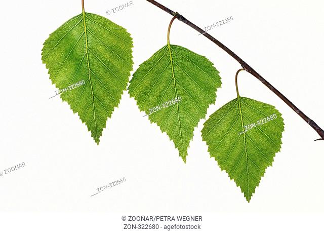 Silver Birch / Haengebirke / Weissbirke birke, betula, birch, bouleau, betula