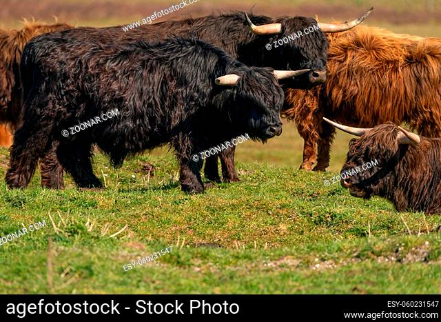 Scottish Highlander lies in the grass, in the sunlight. The cow has large horns, seen from behind. A nature reserve in the Netherlands