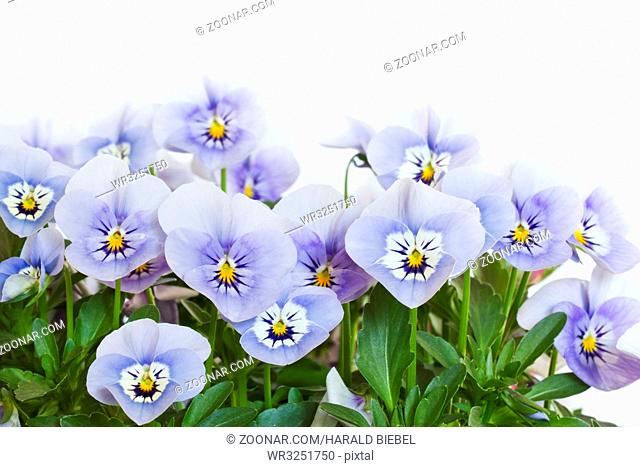 Mehrere Hornveilchen (Viola cornuta) auf weißem Hintergrund