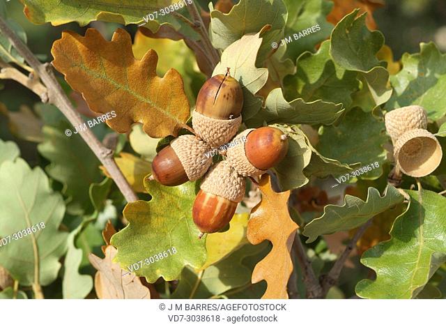 Downy oak or pubescent oak (Quercus pubescens or Quercus humilis) is a deciduous tree native to southern Europe and southwest Asia from Pyrenees to Turkey and...