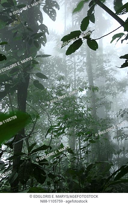 Cloudy Forest, Henri Pittier National Park, Aragua, Venezuela, South America