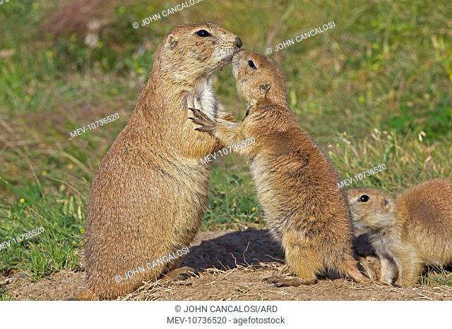 Black-tailed Prairie Dog - pair embracing (Cynomys ludovicianus)