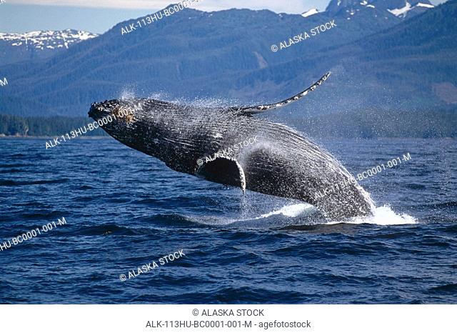 Fredrick Sound Southeast Alaska Humpback Whale Breeching Summer Scenic Mountains