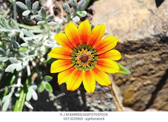 Treasure flower (Gazania rigens or Gazania splendens) is a perennial herb (in temperate regions) native to southern Africa