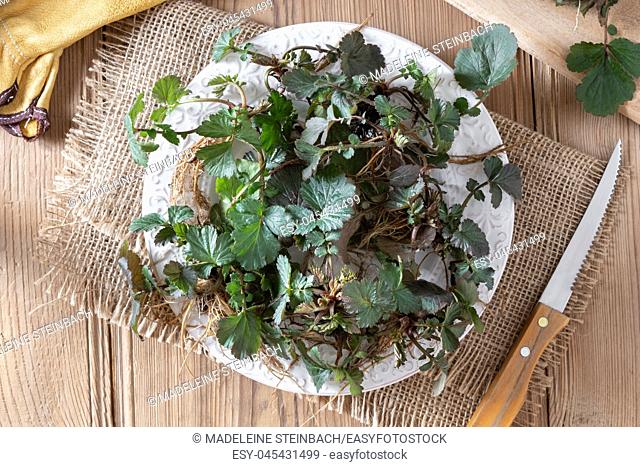 Young Herb Bennet plants with roots on a plate, top view