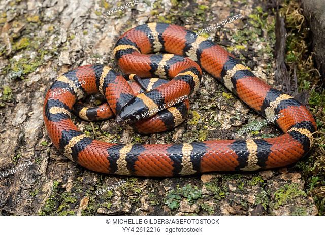Mexican milk snake, Lampropeltis triangulum annulata, native to northeastern Mexico and southwestern United States