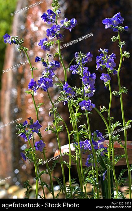 19.05.2020, Schleswig, the bleeding of a Jacob's ladder (polemonium) also a ladder to heaven or parsley in the Bible Garden in the St
