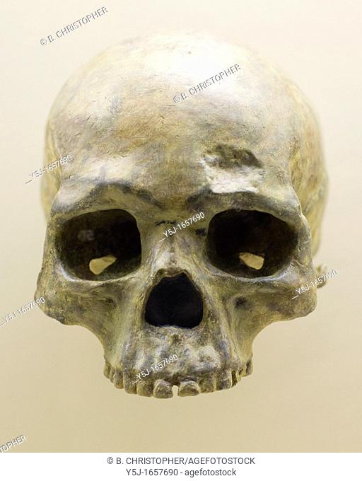 Early Homo Sapien skull missing lower jaw