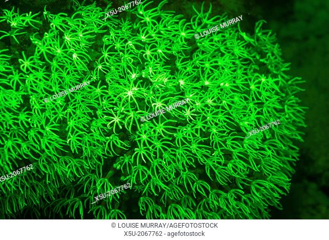 Octocoral possibly Tubipora species polyps fluorescing. Family Octocorallia
