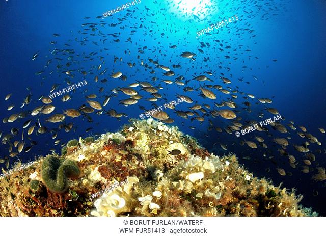 Mediterranean Damselfishes over Reef, Chromis chromis, Svetac, Vis Island, Mediterranean Sea, Croatia