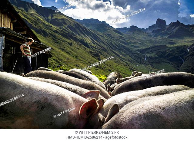 France, Savoie, Beaufortain valley, Beaufort sur Doron, Treicol mountain pasture, Lavachey chalet, pigs fed in the whey