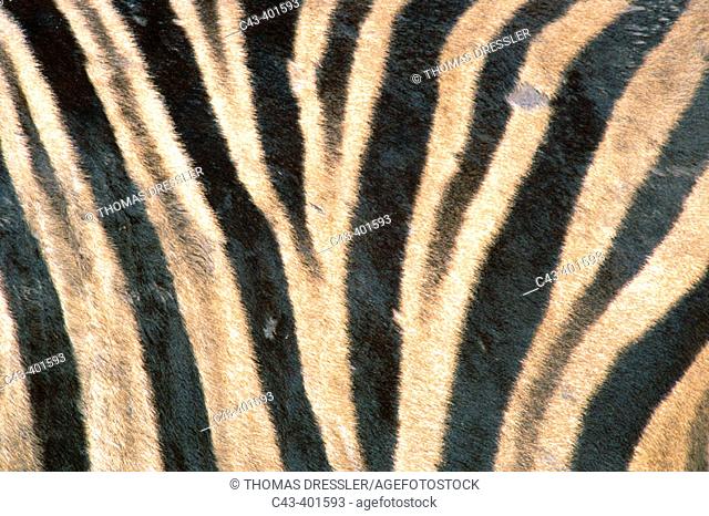 Burchell's Zebras (Equus burchelli), skin showing the typical fainter 'shadow'. Kurger National Park. South Africa