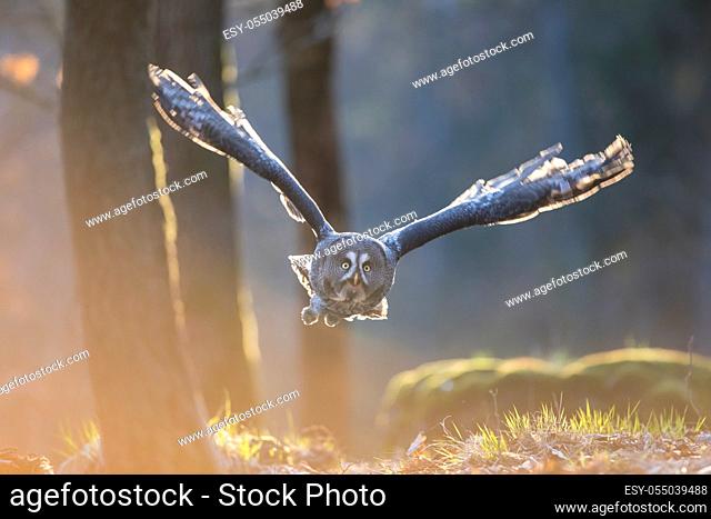 Bartkauz, Strix nebulosa, great grey owl