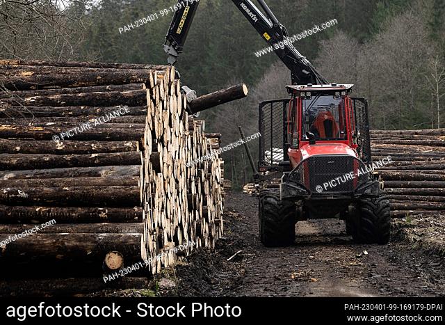 PRODUCTION - 29 March 2023, Lower Saxony, Altenau: A forestry vehicle loads spruce tree trunks for removal in the Kellwasser valley