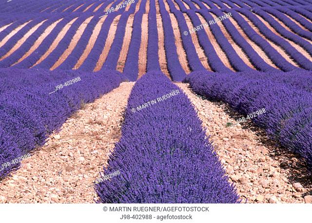 Lavender field. Plateau de Valensole near Valensole. Alpes-de-Haute-Provence. France