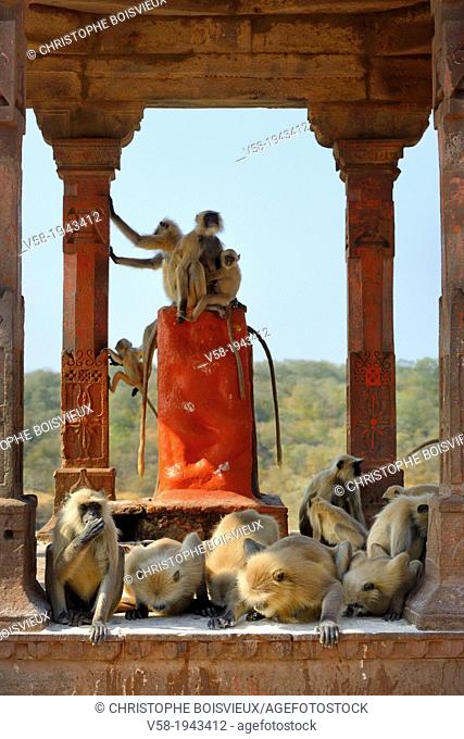 India, Rajasthan, Ranthambhore National Park, Ranthambhore fort, Gray langur monkeys