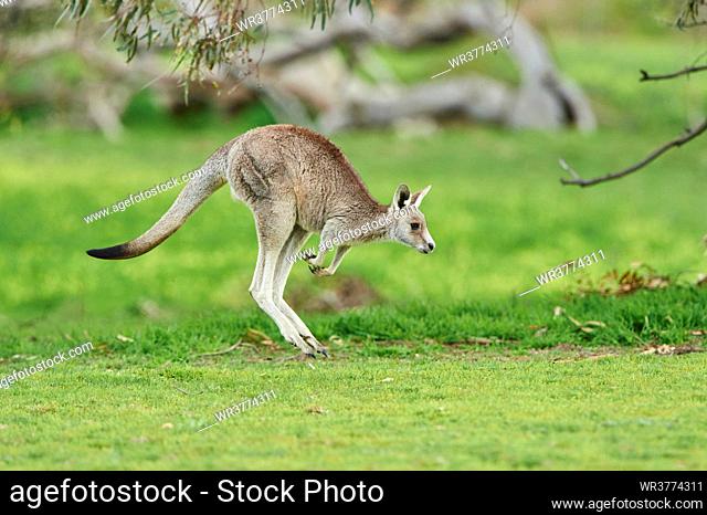 Eastern grey kangaroo, Macropus giganteus, Victoria, Australia
