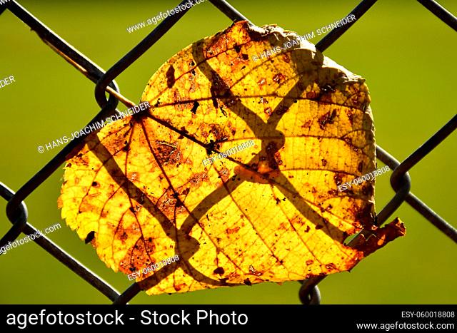 autumnal colored lime tree leaf in a fence in backlit