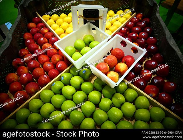 07 April 2022, Berlin: Yellow, red and green apples at Fruit Logistica, the international trade fair for fruit and vegetables, photographed on 07.04