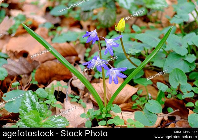 The blue snow shine (Chionodoxa, snow pride, star hyacinth)