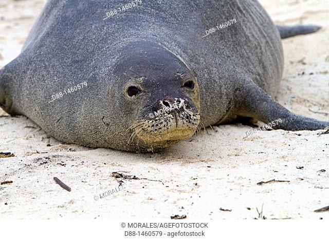Midway , Sand Island , Hawaiian monk seal  Monachus schauinslandi