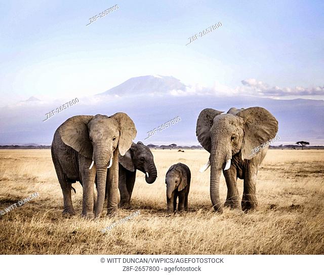 Elephant family under Mount Kilimanjaro