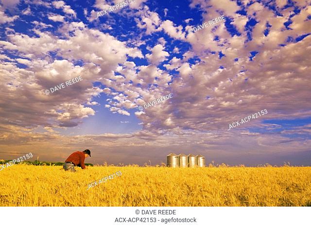 A man in a mature winter wheat field with grain bins in the background, near Carey, Manitoba, Canada