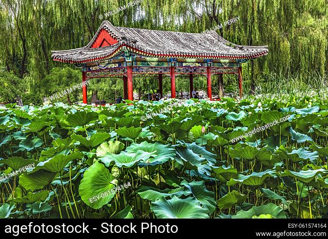 Red Pavilion Lotus Pads Garden Temple of Sun City Park Beijing China Willow Green Trees