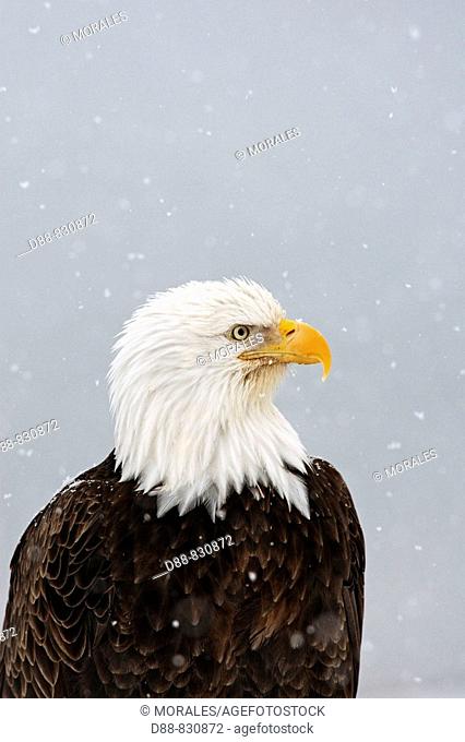 Bald Eagle (Haliaeetus leucocephalus). Alaska, USA