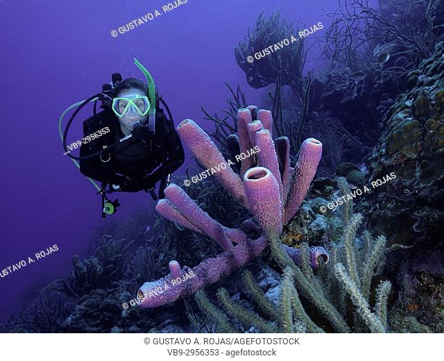 Caribbean Sea Los Roques, woman Scuba-Diver underwater photographer Tour, Underwater, Venezuela, Yellow Tube Sponge -Aplysina fistularis-