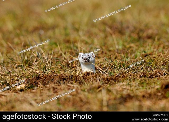 Least weasel (Mustela nivalis) looking up from ground