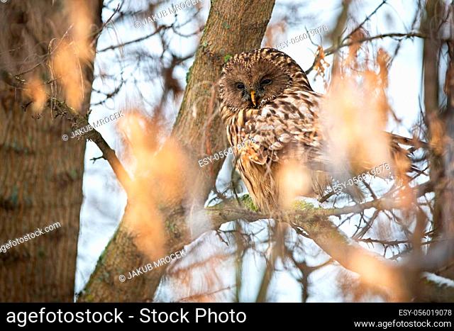 Sleepy ural owl, strix uralensis, sitting on tree in winter nature. Calm bird of prey resting on branch in woodland. Brown wild predator looking on bough