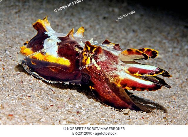 Pfeffer's flamboyant cuttlefish (Metasepia pfefferi) on sandy seafloor, Great Barrier Reef, a UNESCO World Heritage Site, Queensland, Cairns, Australia