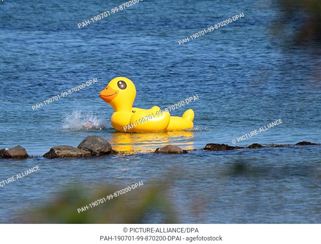 29 June 2019, Schleswig-Holstein, Eckernförde: A swimming duck swims in the Baltic Sea near Eckernförde at high summer temperatures
