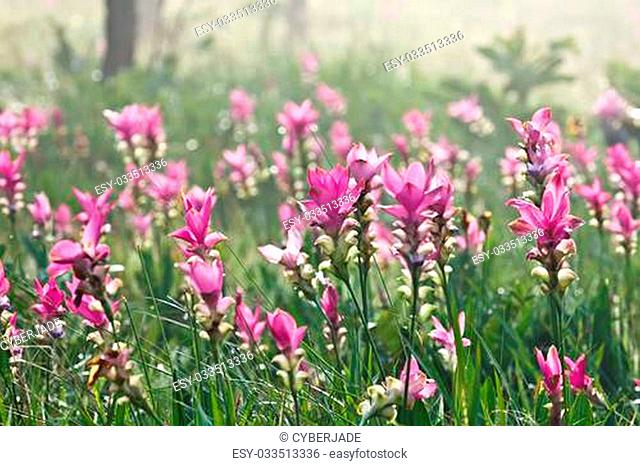 Pink field of Siam tulip at Chaiyaphum Province, Thailand