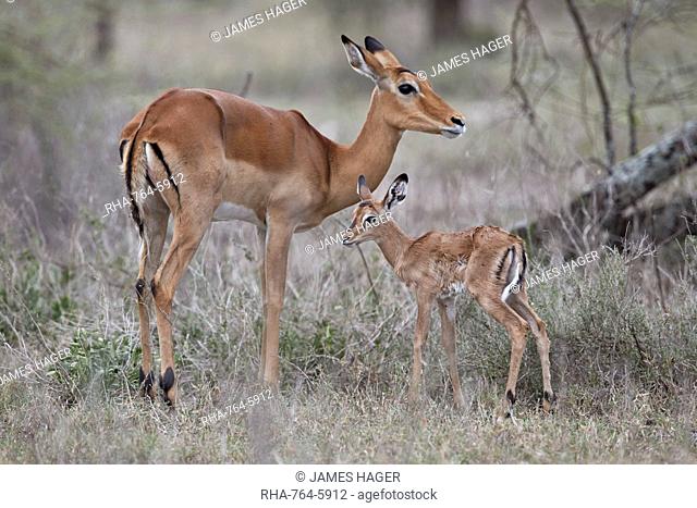 Impala (Aepyceros melampus) doe and minutes-old calf, Ngorongoro Conservation Area, Tanzania, East Africa, Africa
